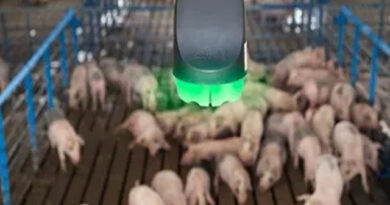 Porcinos:Un micrófono que los monitorea las 24 horas reveló que ayuda a prevenir enfermedades