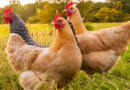 La avicultura cierra otro año estable