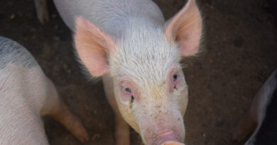 En 2026, la faena porcina crece y supera 1,39 millones de animales