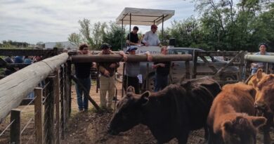 Con tendencia a la baja, corrigen los precios de la hacienda vacuna