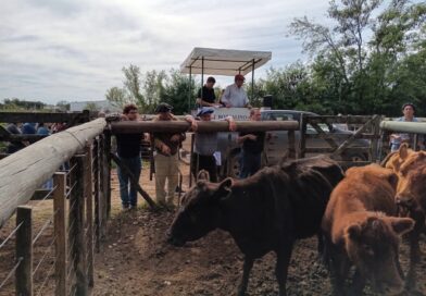 Con tendencia a la baja, corrigen los precios de la hacienda vacuna
