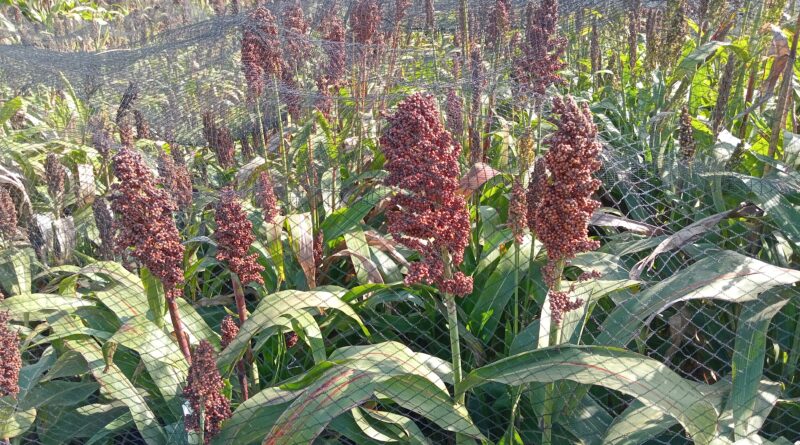 Sorgo. Creció significativamente en áreas cultivadas.