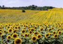 Girasol: Finaliza la cosecha con área, rinde y producción récord.