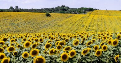 Girasol: Finaliza la cosecha con área, rinde y producción récord.