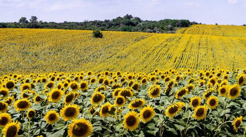 Girasol: Finaliza la cosecha con área, rinde y producción récord.
