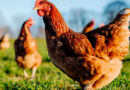 Avicultura: Argentina libre de influenza aviar