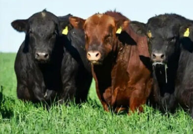 Varió el precio de la carne vacuna en junio.
