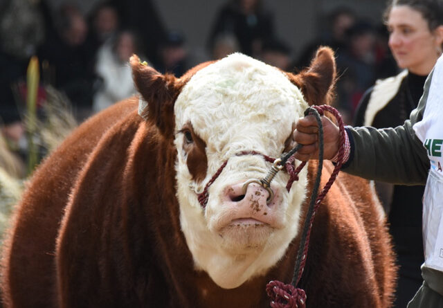 Hereford palpita Palermo 2026