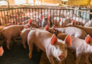 El consumo per cápita roza los 20 kilos por habitante por año