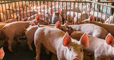 El consumo per cápita roza los 20 kilos por habitante por año