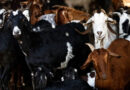 La carne caprina es producción campesina e indígena