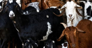 La carne caprina es producción campesina e indígena
