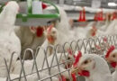 Argentina recupera el mercado europeo para la carne aviar tras restablecer su estatus sanitario