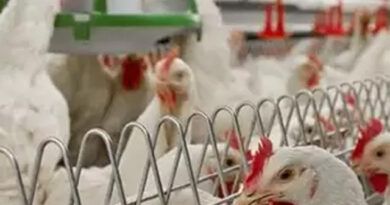 Argentina recupera el mercado europeo para la carne aviar tras restablecer su estatus sanitario