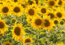 GIRASOL