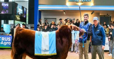 Se vendió el 50 por ciento de un toro Angus en 300 millones de pesos