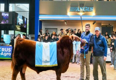 Se vendió el 50 por ciento de un toro Angus en 300 millones de pesos