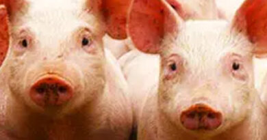 El dilema del sector porcino: producción récord y consumo en alza, bajo la sombra de la presión importada