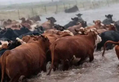 Ganadería y excesos hídricos: las claves del INTA para anticiparse al impacto climático