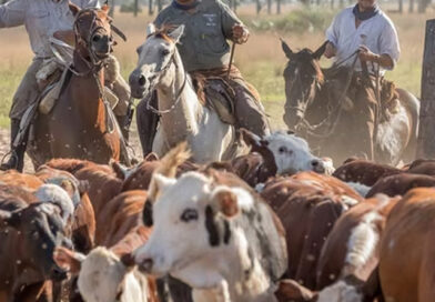 Exportaciones récord que no logran traccionar los precios en un mercado selectivo