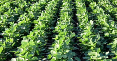 Récord Agroindustrial: La molienda de soja en agosto fue la mayor de las últimas 10 campañas