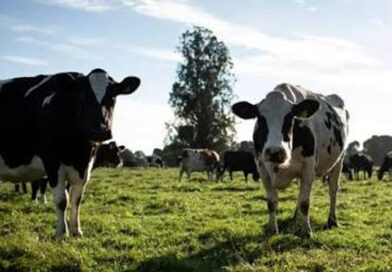 La producción y el consumo de leche crecieron más del 4% en 2026