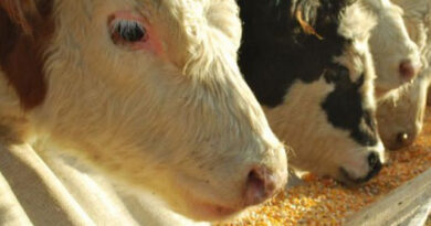 Producción de Carne: Baja la Cantidad de Animales Faenados pero Sube el Peso Promedio