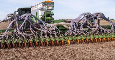 Se acelera la siembra de maíz temprano, el área sube 200.000 ha