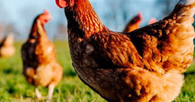 Gripe Aviar en Carlos Spegazzini: SENASA Confirma Caso en Aves de Traspatio