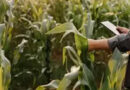 Rentabilidad y valor de la tierra: por qué el campo argentino proyecta un mejor futuro que EE. UU.