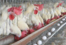 El duelo en el mostrador: cómo el pollo se consolida como el rey indiscutido de la mesa argentina