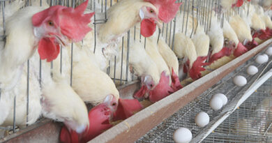 El duelo en el mostrador: cómo el pollo se consolida como el rey indiscutido de la mesa argentina