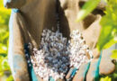 Costos del Agro: Cómo Impacta la Tensión Global en el Precio de los Fertilizantes