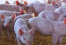 Brecha histórica: los cortes de carne vacuna cuestan hasta un 192% más que el cerdo