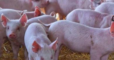 Brecha histórica: los cortes de carne vacuna cuestan hasta un 192% más que el cerdo