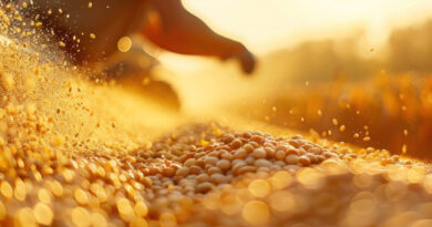 Récord contra la adversidad: la producción de granos salta un 33% y el agro marca un nuevo techo histórico