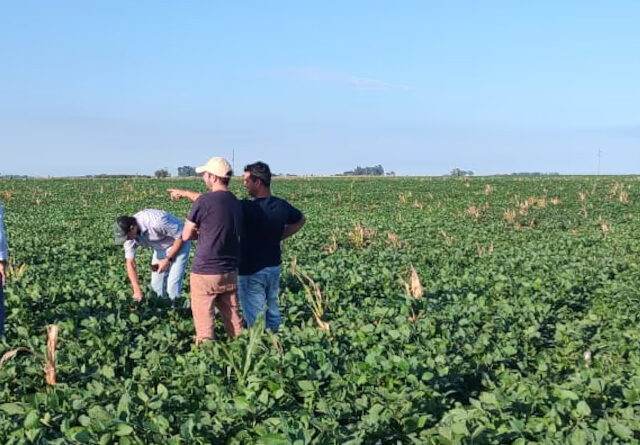 Estrategia a dos puntas: las empresas del agro apuestan a combinar importaciones con producción local