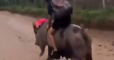 Nene en Brasil: llegó montado a la escuela arriba de un cerdo gigante y explotó las redes