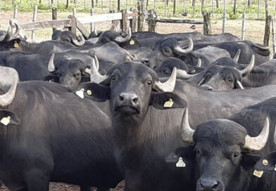 Corrientes impulsa la producción de búfalos