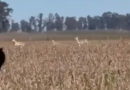 Una numerosa manada de antílopes negros sorprendió a los productores en un campo de Las Flores