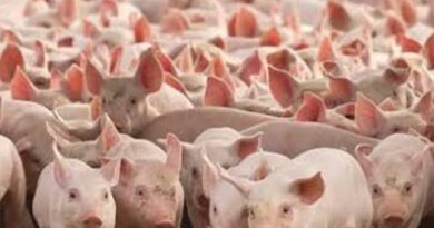 Carne porcina la proteína que más crece y gana espacio en la mesa argentina