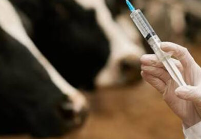 Vacunación antiaftosa: nuevo procedimiento para elegir veterinarios acreditados