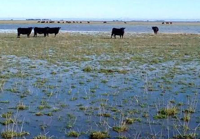 Fuertes lluvias complican la situación agrícola en el sudeste de la provincia de Buenos Aires.