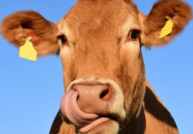 La lengua bovina se afianza como el mejor negocio de exportación a Japón