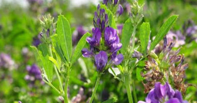 Mejoramiento genético de alfalfa: el INTA presentó innovaciones clave en China