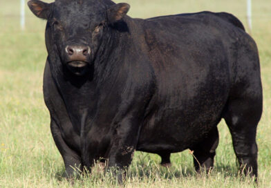 La carne Angus certificada triplica sus exportaciones y apuesta fuerte al mercado asiático