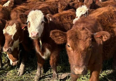 Cría bovina: cómo lograr más del 80% de preñez en solo 27 días