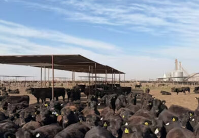 Un feedlot santafesino logró la primera certificación internacional de bienestar animal del país