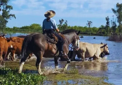 Alerta en Corrientes: la crecida del río Paraná amenaza a la hacienda en las islas