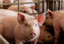 Consumo histórico y dinámica regional: el nuevo escenario del sector porcino argentino